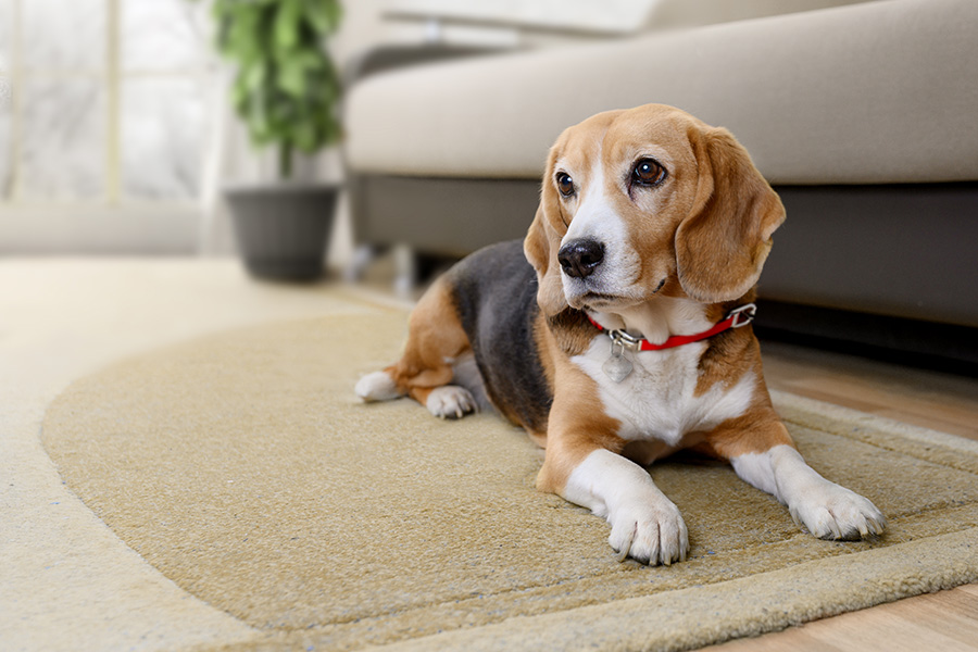 Testing From Obsidian